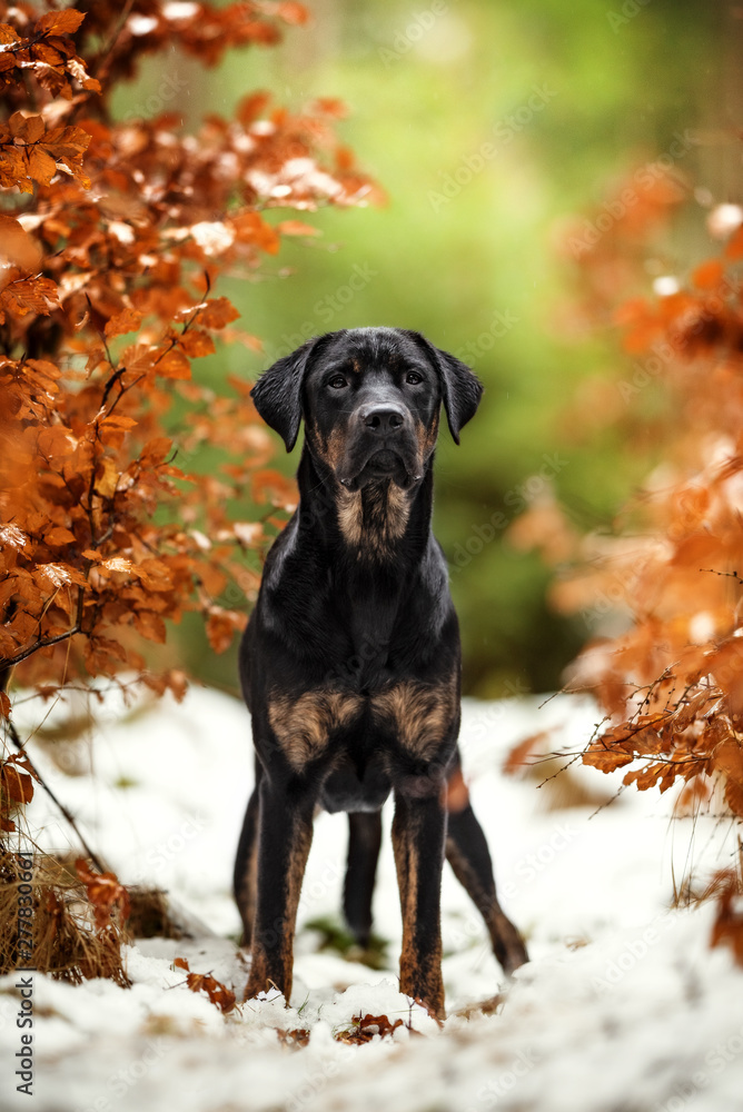 Black and tan labradors deals