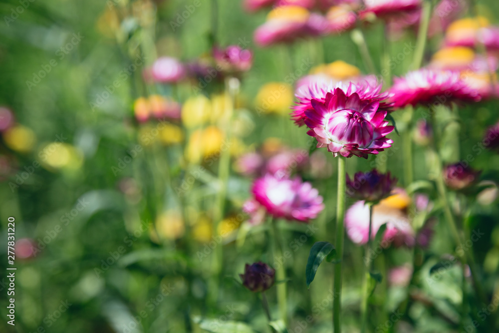 Flower in garden, straw flower. Tulip. Flower in garden, straw flower. Tulip.