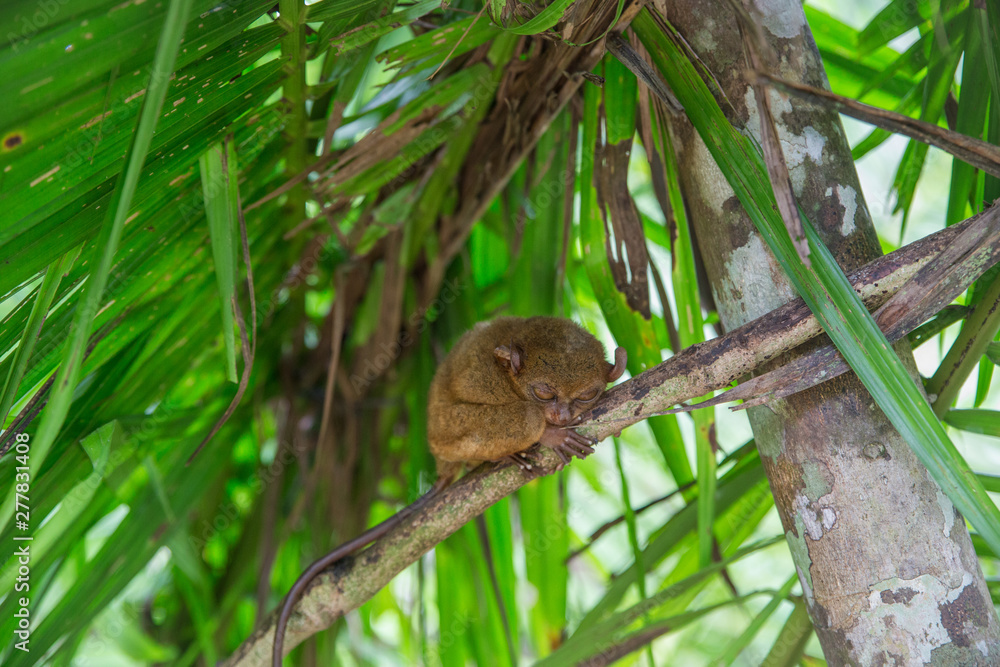 phillipine tarsier