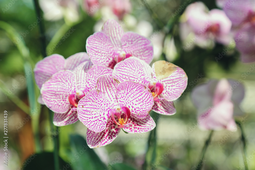 Orchid flower in garden winter or spring day Orchid flower in garden winter or spring day