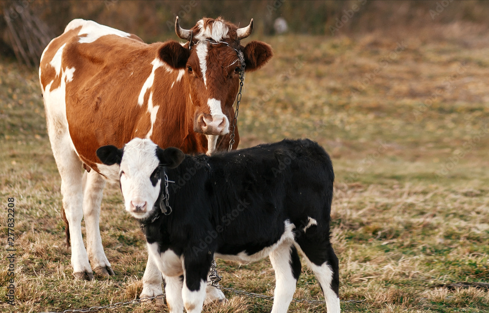 Beautiful cute black and white calf standing  near brown cow with chain and looking on background of autumn trees and field. Mother cow with baby cow grazing near trees, countryside living. Farmland