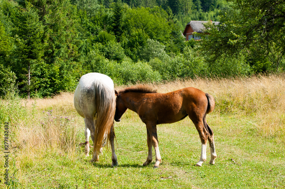 Obraz premium white mare with chestnut foliage in the mountains of a beautiful sunny day