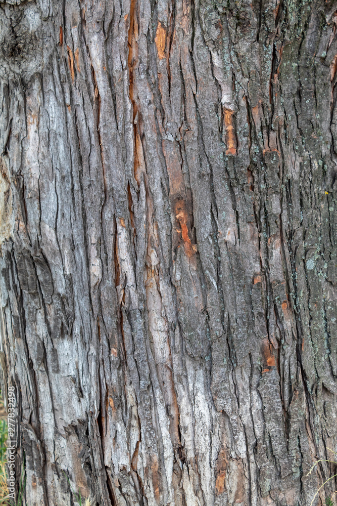 Obraz premium Closeup Tree Bark Texture Background