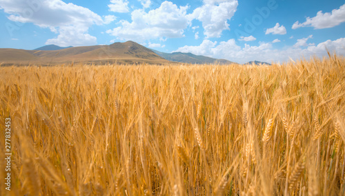 Panoromic view of field of golden wheat under the cloudy sky