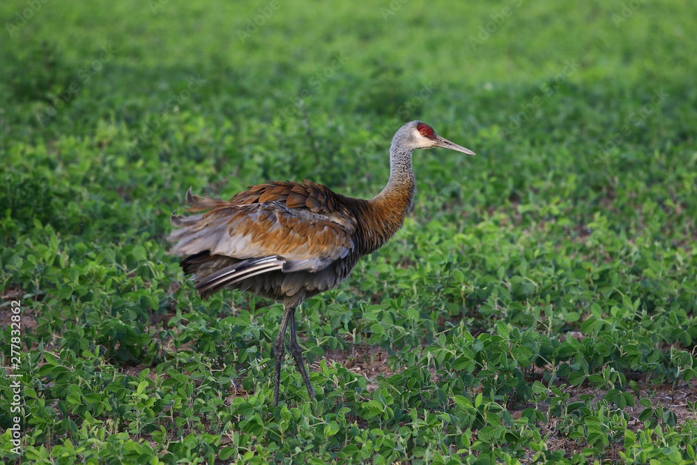 Sandhill crane,beautiful colors in the rays of the setting sun Sandhill crane,beautiful colors in the rays of the setting sun