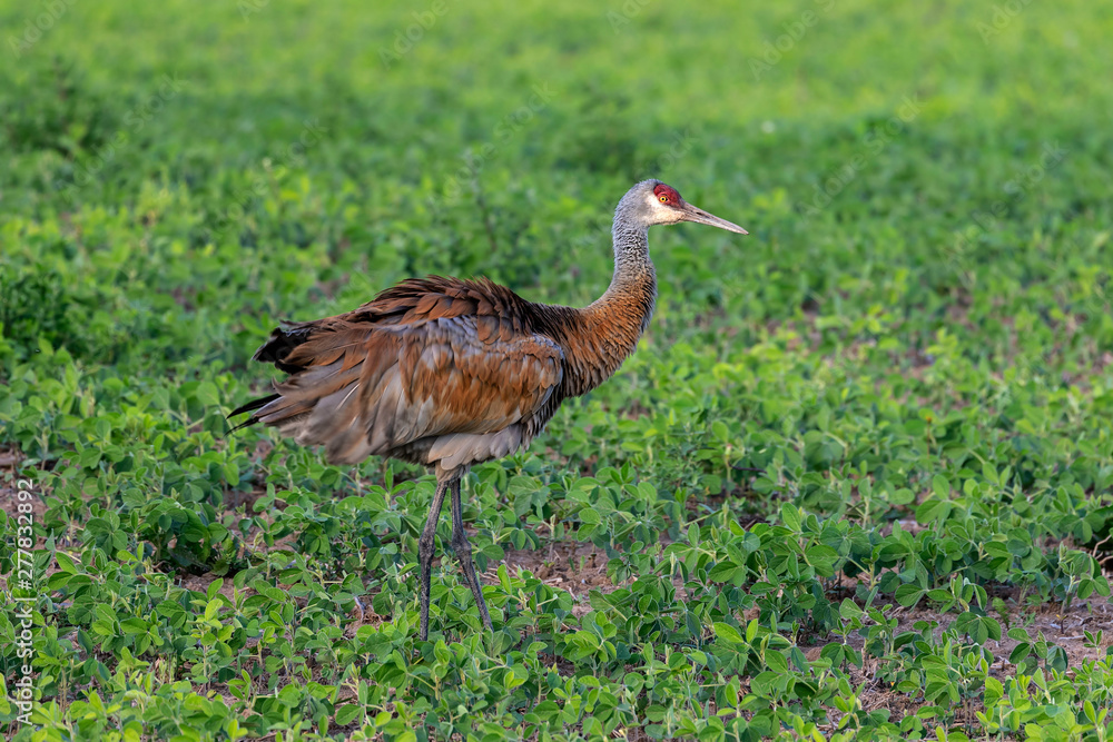 Sandhill crane,beautiful colors in the rays of the setting sun Sandhill crane,beautiful colors in the rays of the setting sun