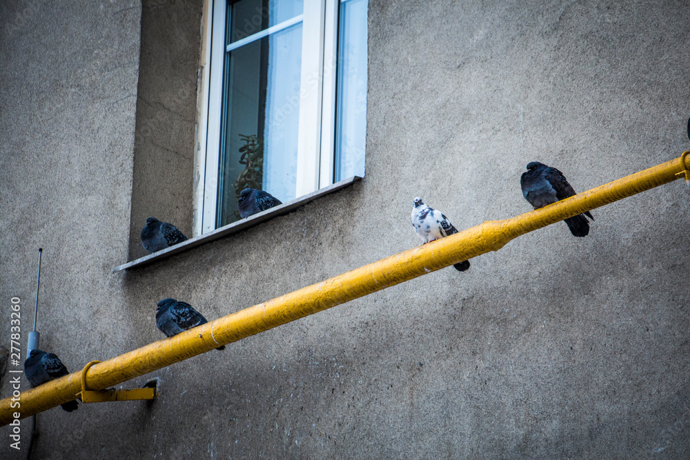 Pigeons under the window Pigeons under the window