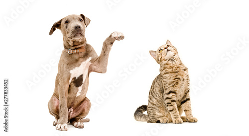 Playful puppy pitbull and cat Scottish Straight sitting together isolated on white background