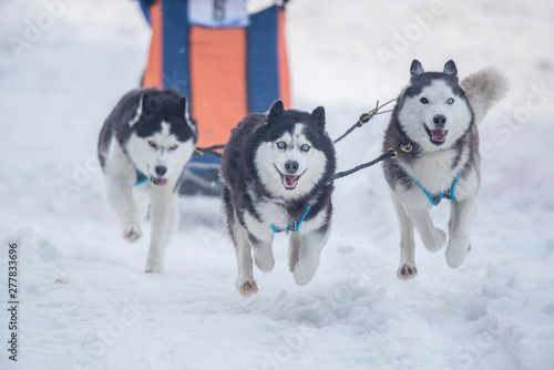 Husky dogs running with the sled at a competition