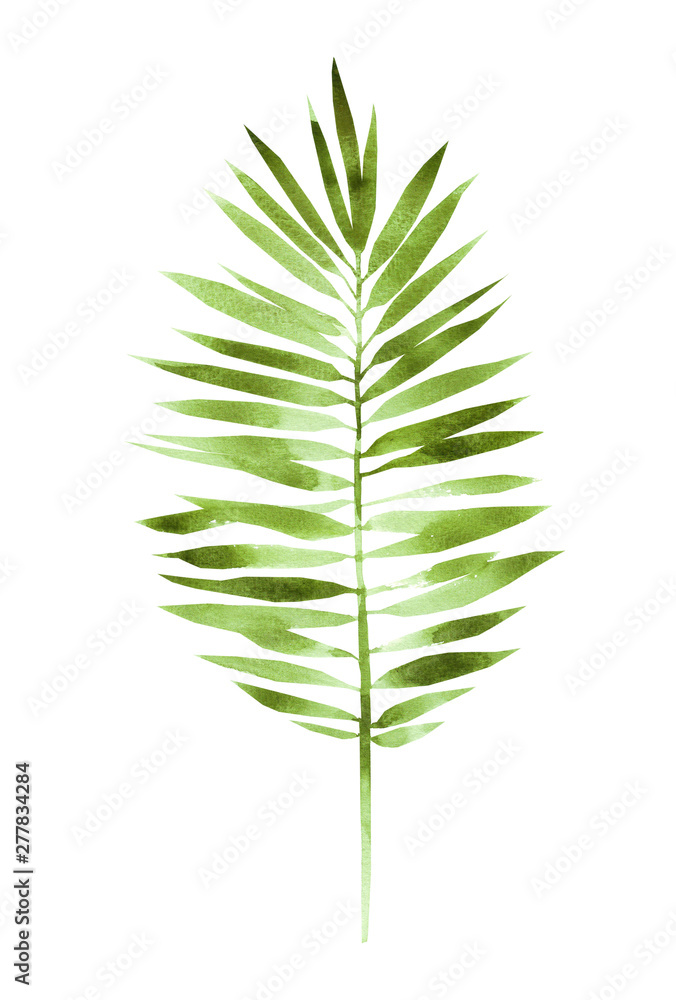 Watercolor painting fern green leaves, palm leaf isolated on white background. Watercolor hand painted illustration tropical exotic leaf for wallpaper vintage Hawaii style pattern. With clipping path Watercolor painting fern green leaves, palm leaf isolated on white background. Watercolor hand painted illustration tropical exotic leaf for wallpaper vintage Hawaii style pattern. With clipping path