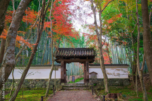 京都　地蔵院（竹の寺）の紅葉　 photo