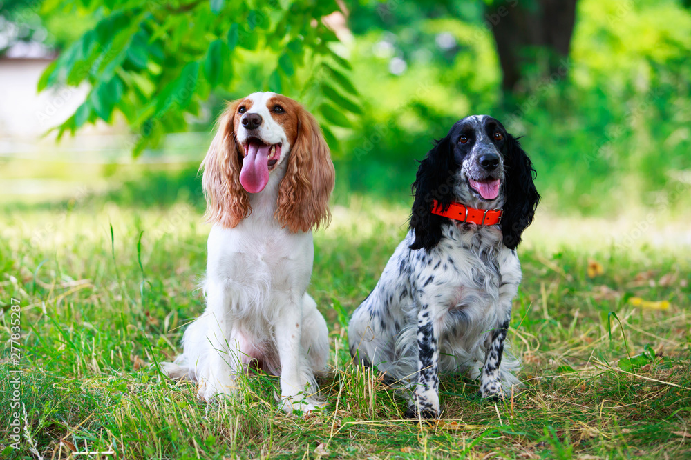 Dog breed Russian hunting spaniel Dog breed Russian hunting spaniel