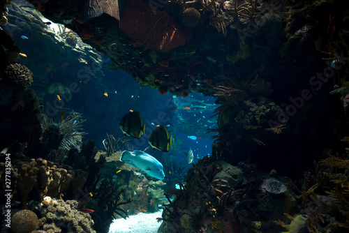 Fototapeta Naklejka Na Ścianę i Meble -  Underwater landscape