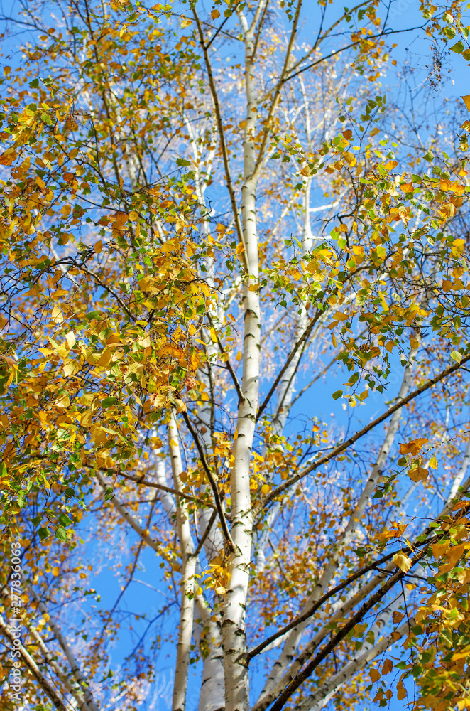 yellow birch tree foliage in autumnal morning yellow birch tree foliage in autumnal morning