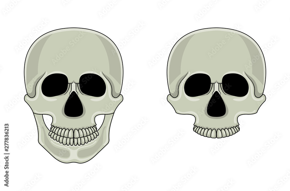 Skull isolated on white background. Cartoon human skull with jaw. Vector illustration for any design. Skull isolated on white background. Cartoon human skull with jaw. Vector illustration for any design.