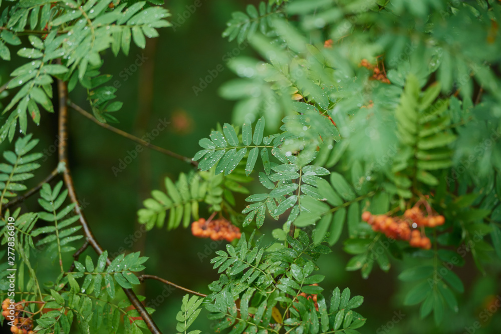 Branch with the berries of wild ash. Branch with the berries of wild ash.