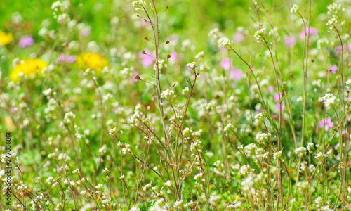 abstract blossom flowers on field