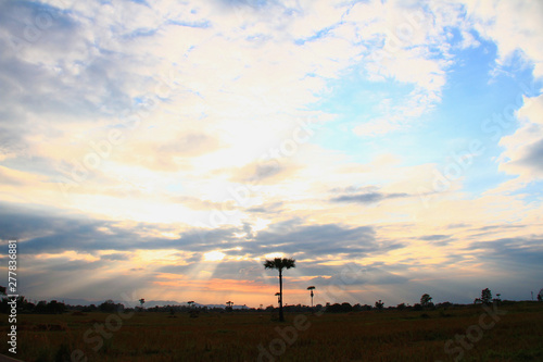Evening weather, Silhouette sugar palm trees in the field with sun lighta are shone through the clouds look feel good.