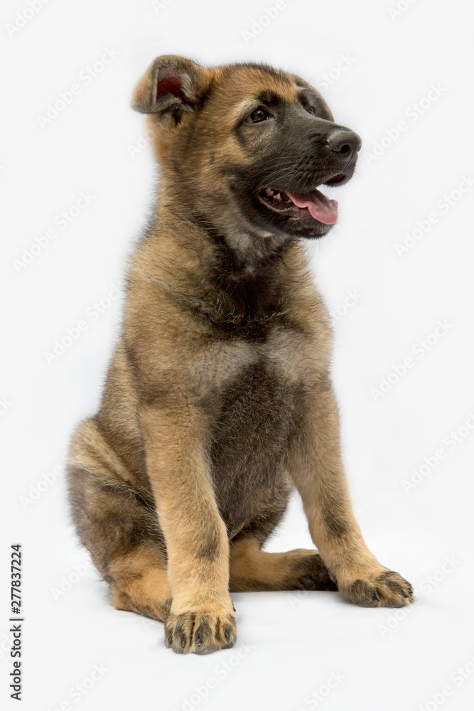 Mooie Duitse herder pup