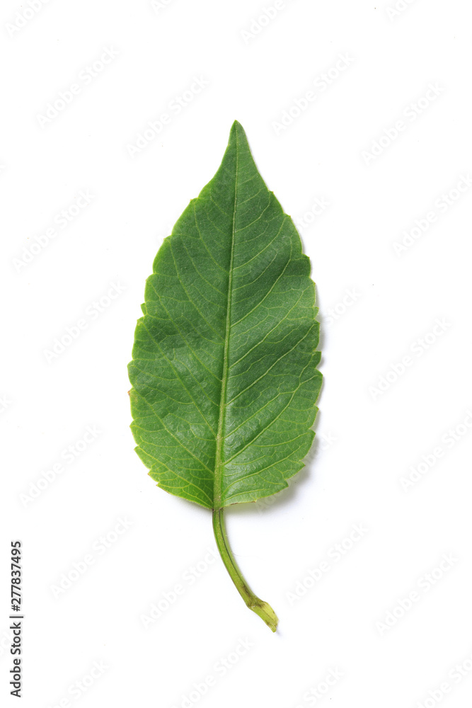 Green leaf. Isolated on a white. Green leaf. Isolated on a white.
