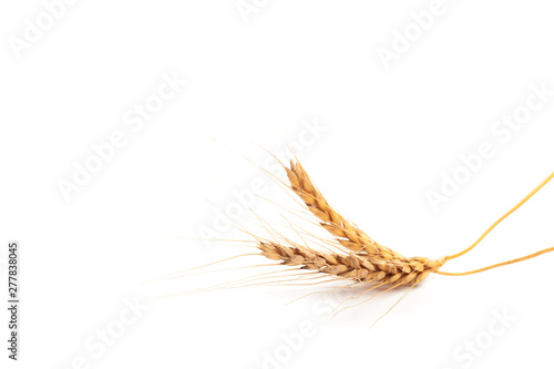 Wheat ears close up on white background .