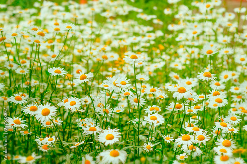 natural blurred abstract chamomile flowers field © dvulikaia