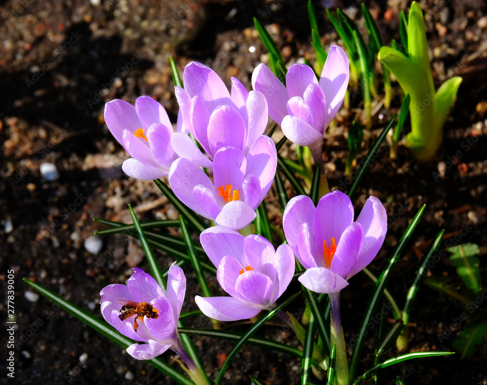 Blooming purple crocus Blooming purple crocus