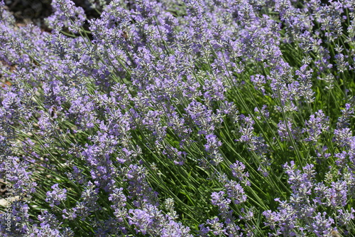 Lavendel