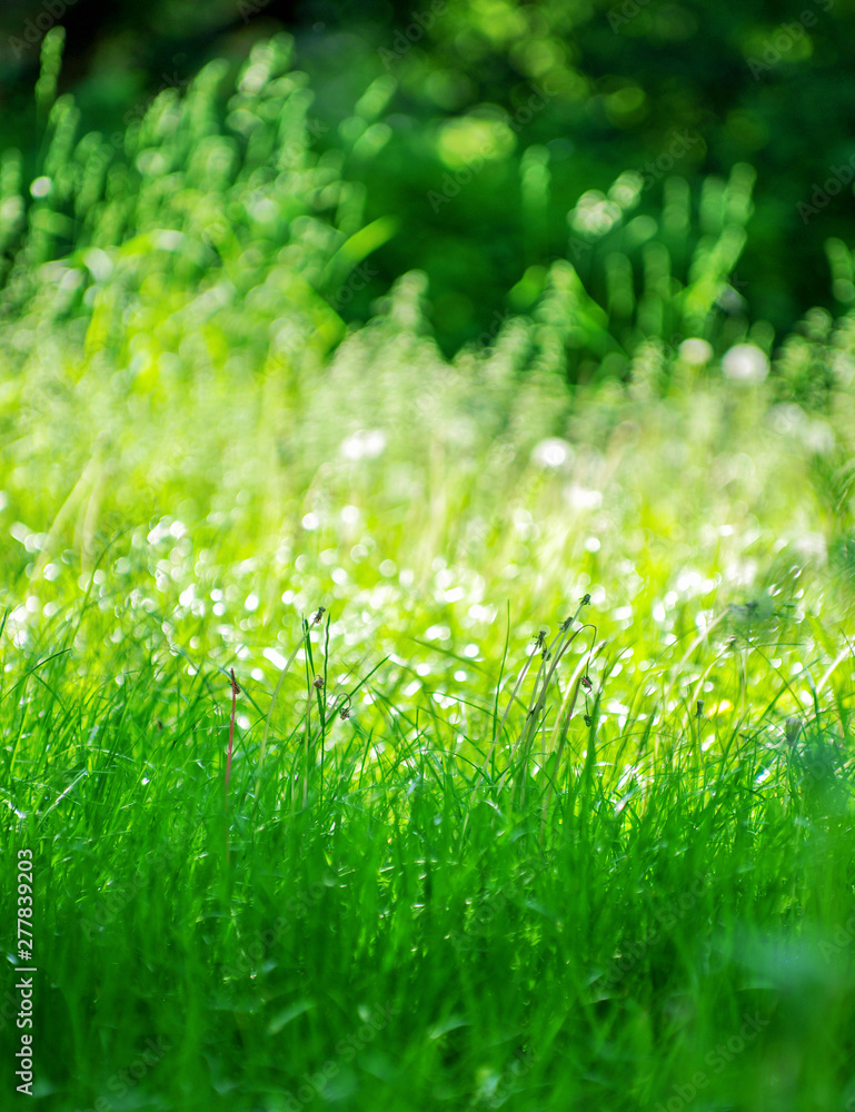 Perfect green background by the fresh grass