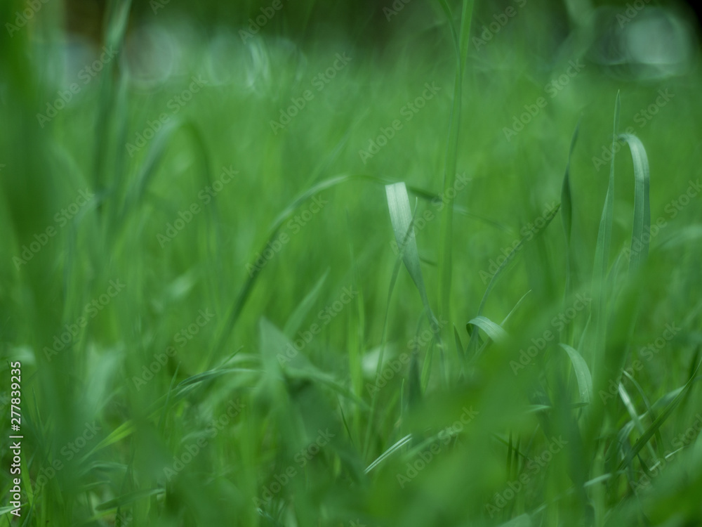 Abstract defocused background with green grass