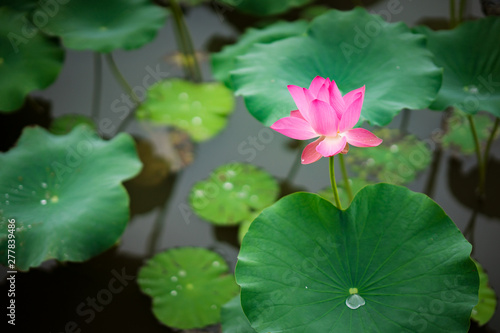 Beauty fresh pink lotus in middle pond. lotus bud, leaf, and sunlight on background. Peace scene in countryside of Vietnam. Royalty high quality free stock image.  © Longct84
