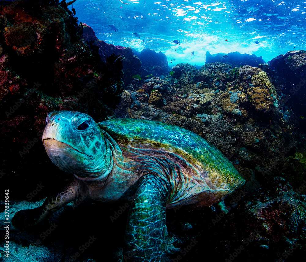 A beautiful shot of a green turtle on a coral reef with blue crystal clear water A beautiful shot of a green turtle on a coral reef with blue crystal clear water