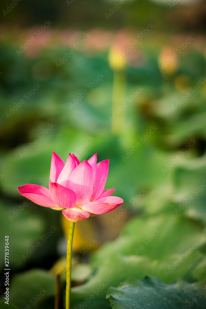 Beauty fresh pink lotus isolated in pond. Colorful of lotus, leaf and sunlight on background, Peace scene. Royalty high quality free stock image. Nation flower of Vietnam.