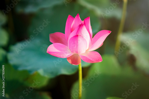 Beauty fresh pink lotus isolated in pond. Colorful of lotus  leaf and sunlight on background  Peace scene. Royalty high quality free stock image. Nation flower of Vietnam.