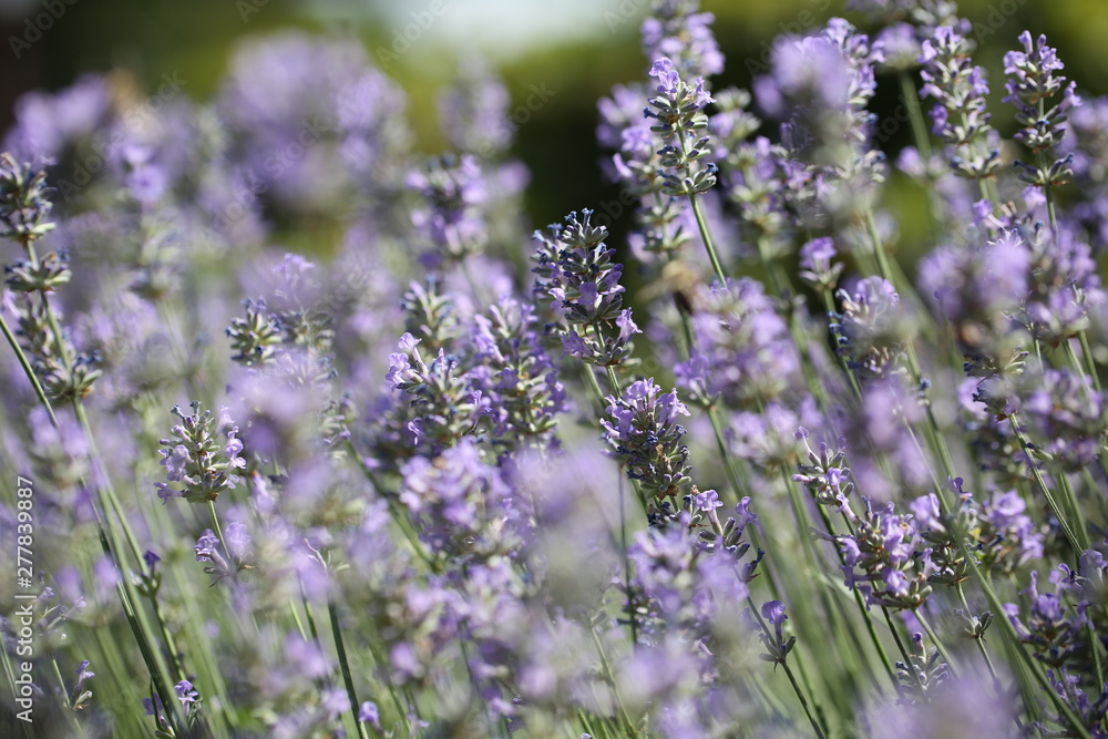 Obraz premium Lavendel