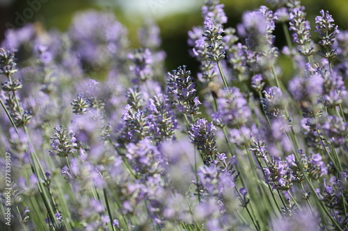 Lavendel