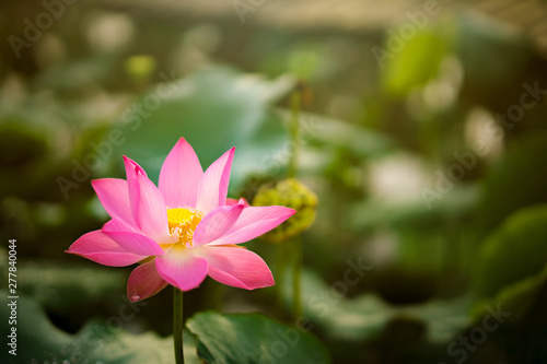 Beauty fresh pink lotus isolated in pond. Colorful of lotus  leaf and sunlight on background  Peace scene. Royalty high quality free stock image. Nation flower of Vietnam.