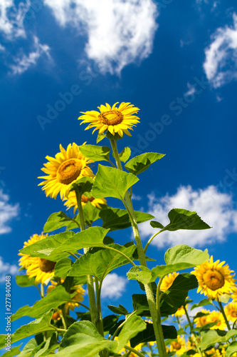 Cultivated lands near Florence: Growing of sunflower flowers in the midst of the fantastic Florentine countryside