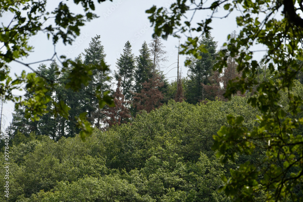 dead spruce fir pine tree green forest wood as a sign of forest dying climat change because of dryness barkbeetle Scolytinae dead spruce fir pine tree green forest wood as a sign of forest dying climat change because of dryness barkbeetle Scolytinae