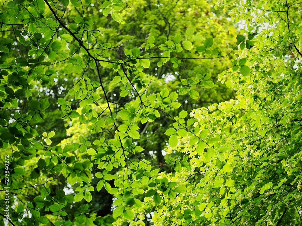 green leaves on tree