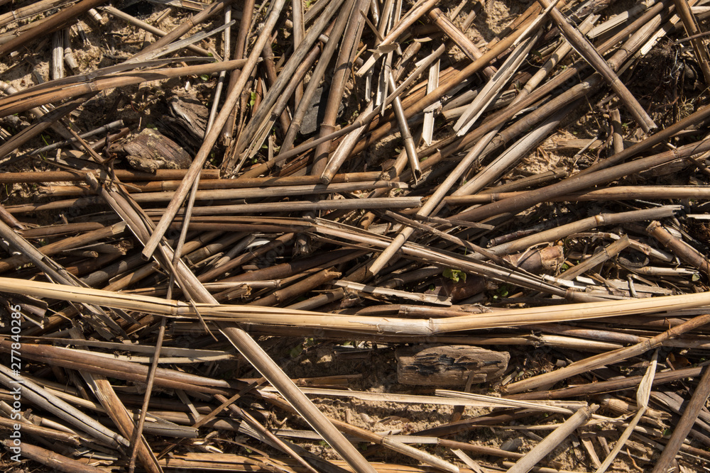 Background from dry stalks of reeds. Straw from reeds and cattail, lies on the sand, near the lake. Summer. Day. Background from dry stalks of reeds. Straw from reeds and cattail, lies on the sand, near the lake. Summer. Day.