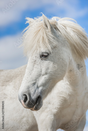 Portrait of a white pony horse with beautiful mane in nature. Blue sky. Vertical. No people.