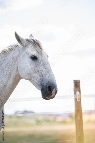 Portrait of a white grey horse on a farm. Vertical. Copyspace. No people.