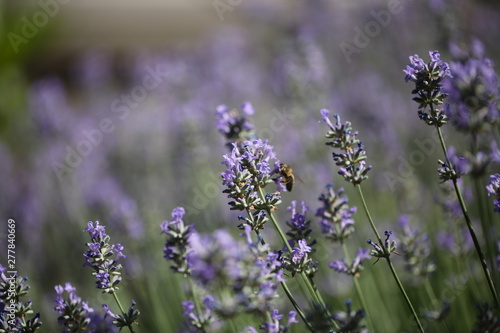 Biene und Lavendel