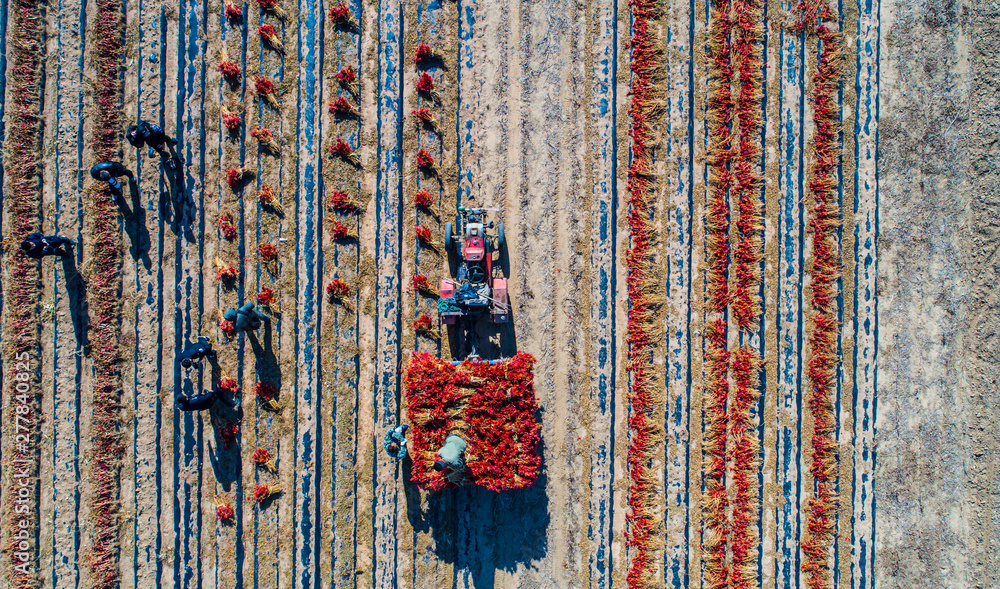 red pepper field work aerial photography in Liaoning, China - obrazy, fototapety, plakaty 