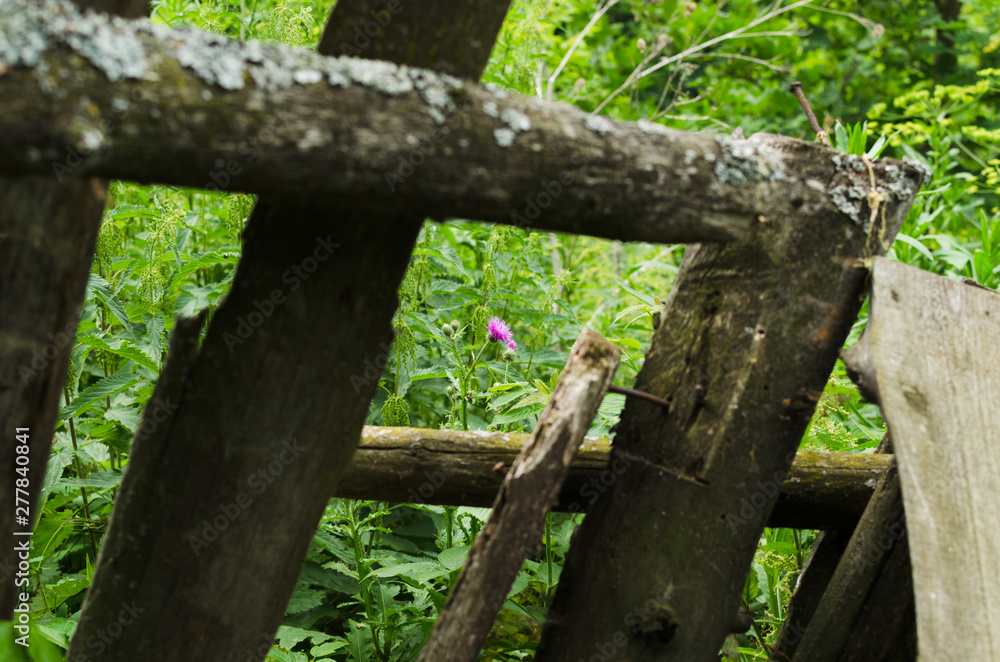 old rural fence and pink flower