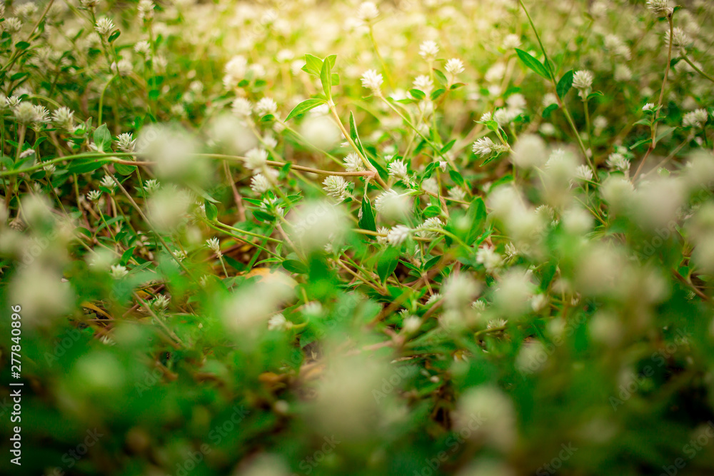 Soft focus beautiful flower texture in garden on blurred background. sunshine day concept. Soft focus beautiful flower texture in garden on blurred background. sunshine day concept.
