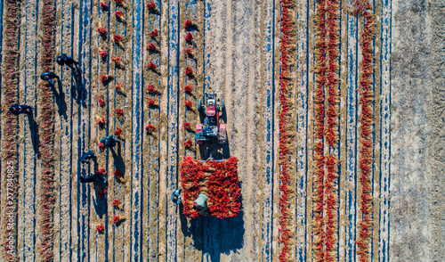 red pepper field work aerial photography in Liaoning, China