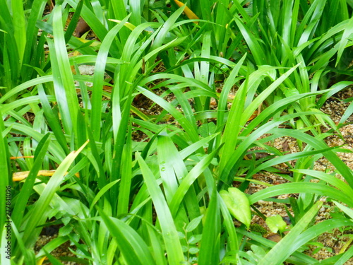 Landscape of iris plants