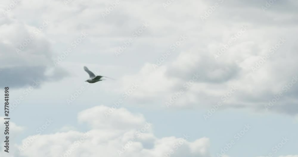 Seagull flying, storm cloud in the background Seagull flying, storm cloud in the background